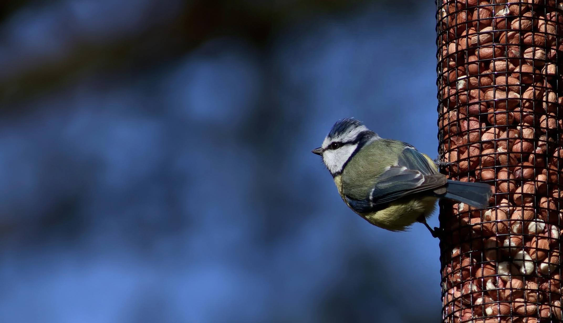 Winter is Tough – Give Birds the Energy They Need to Survive! Help garden birds replenish their energy with Haith’s high-energy, premium bird food. Over 50 wild bird foods available – Next-day delivery & FREE on orders over £35!