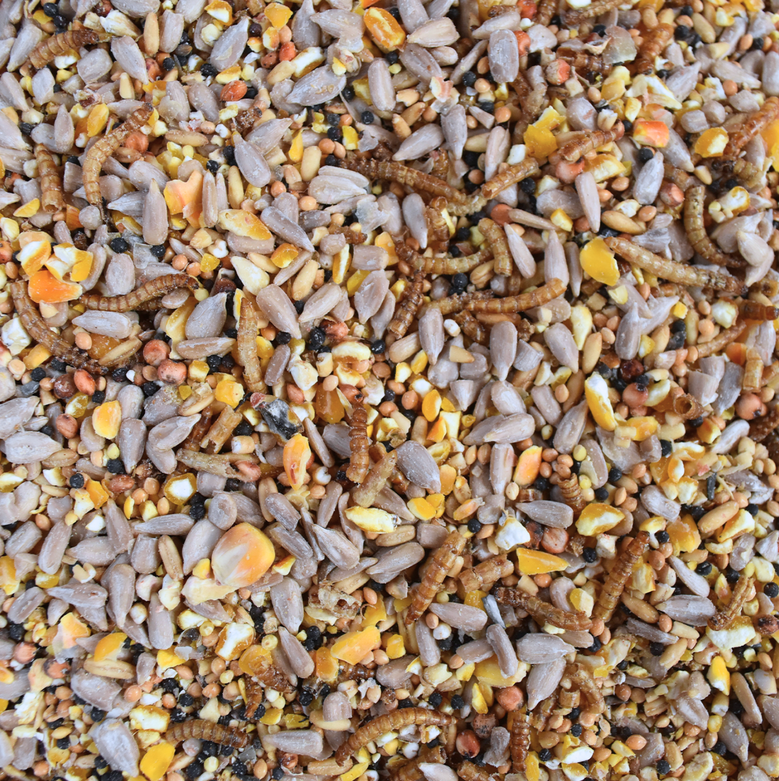 spring summer seed 