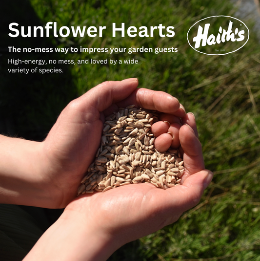 Premium Quality Sunflower Hearts