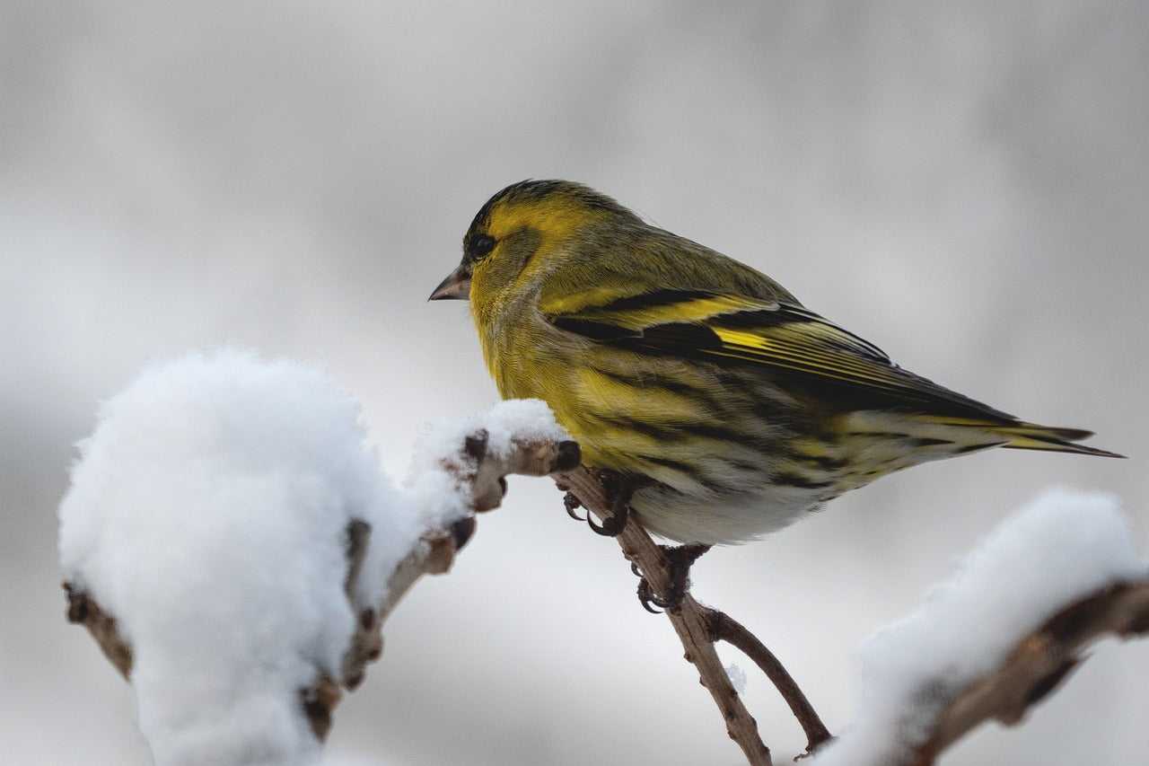 Siskin in a tree with snow. 