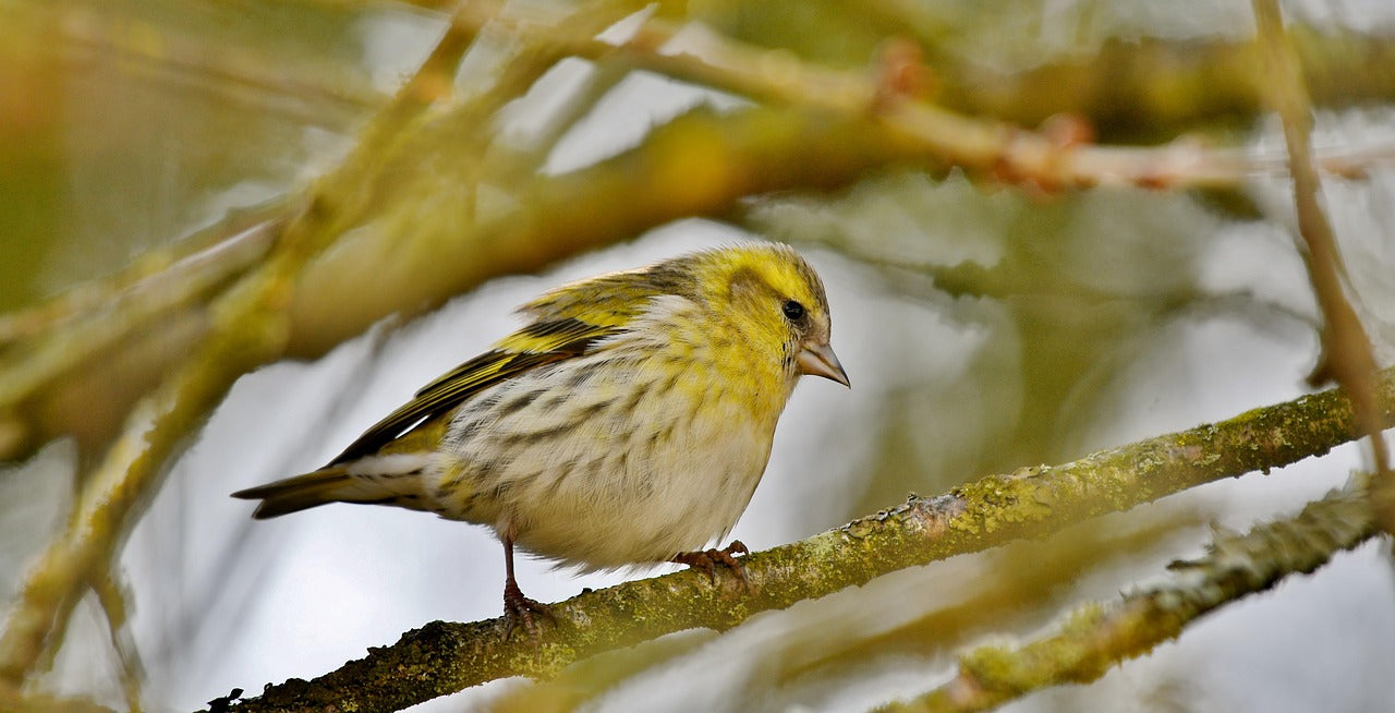 Siskin on a branch.