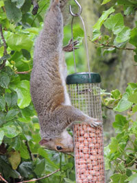 Squirrel trying to get into peanut feeder 