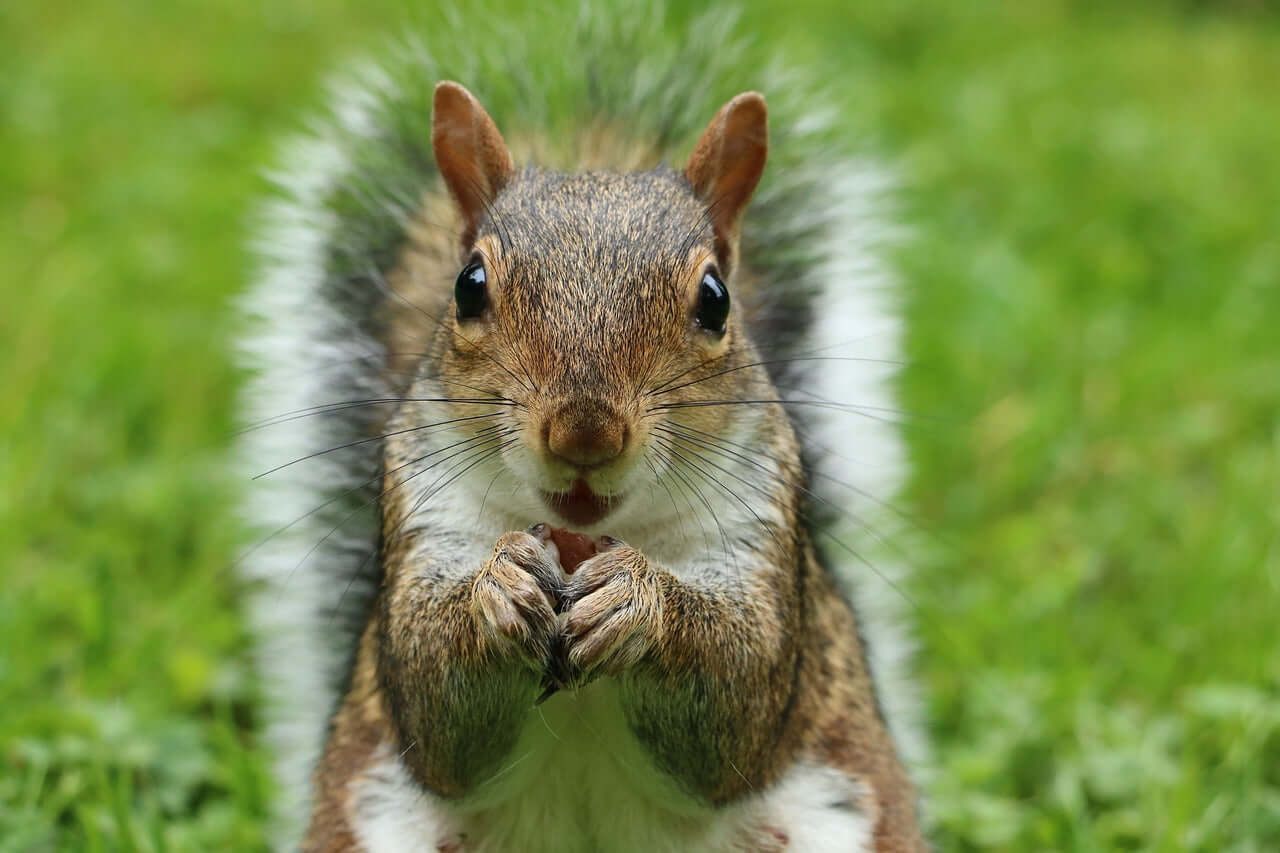 A squirrel holding a nut. Haith's Squirrel Mix contains large nuts in shells.