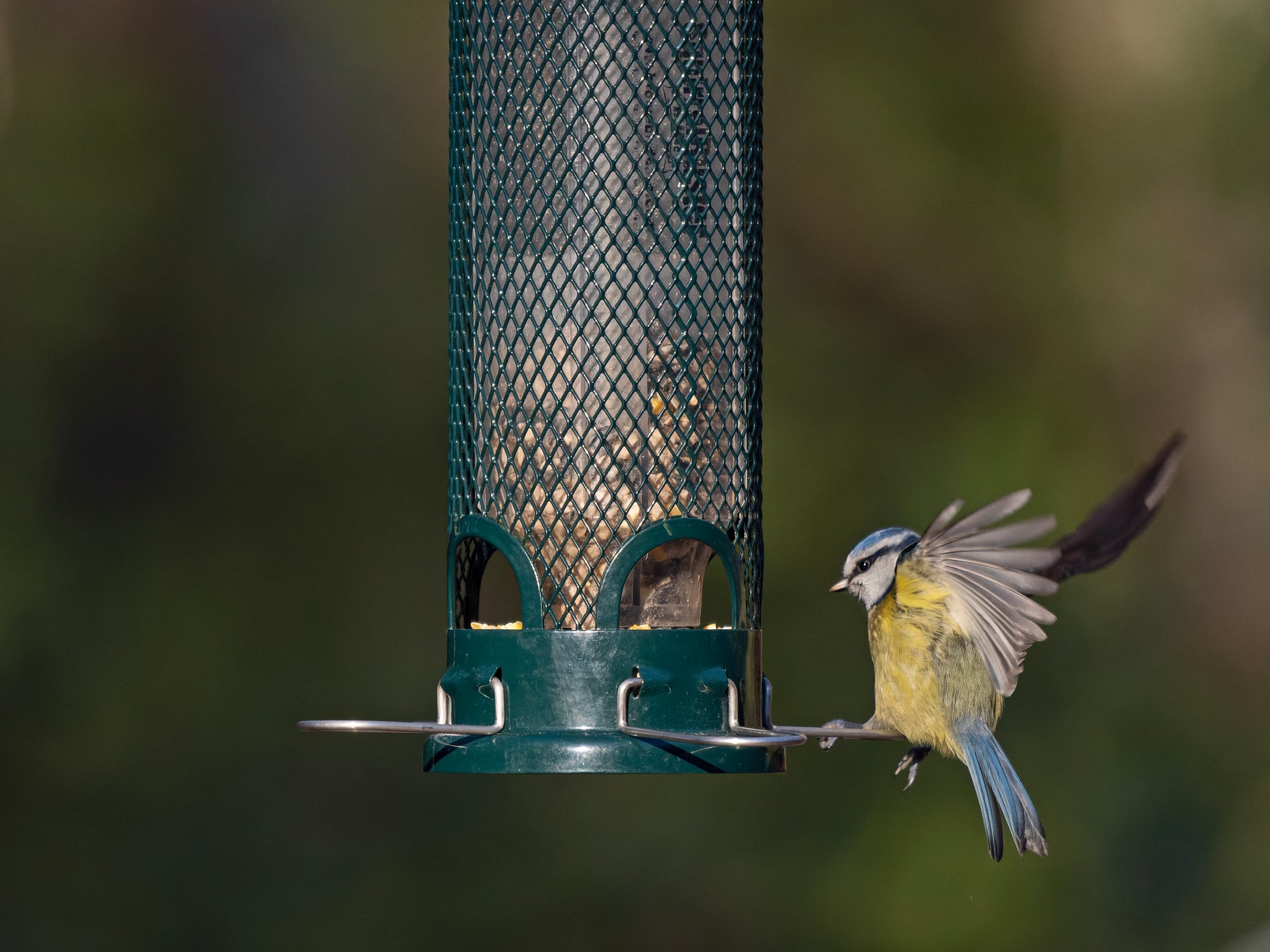 Blue tit flying on durable, squirrel proof feeder. 