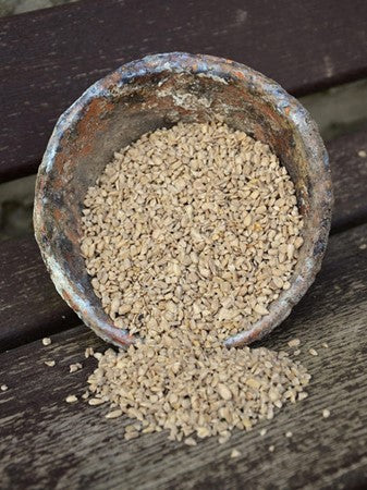 Sunflower hearts in a bucket.