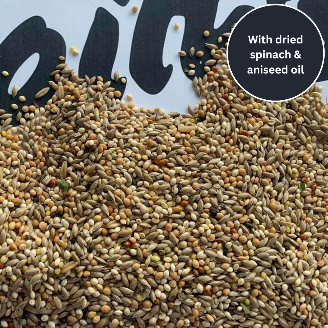 Picture of Budgie Seed & Feed | Food for Budgerigars – Haith's UK