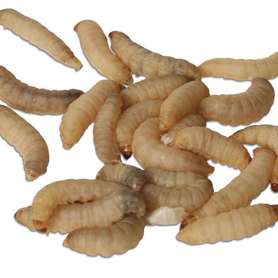 Waxworms on white background