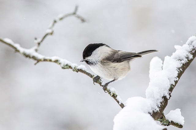 Will tit looking for bird food for wild birds UK.