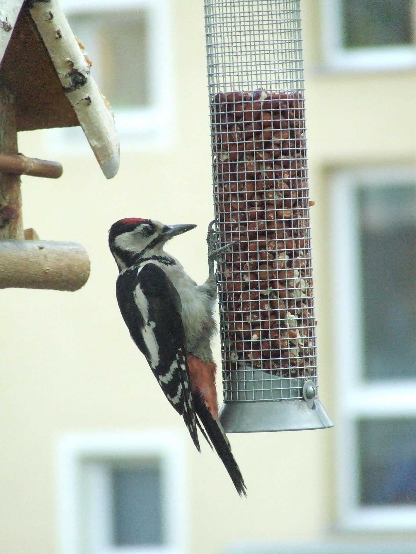 Great Spotted Woodpecker eating peanuts