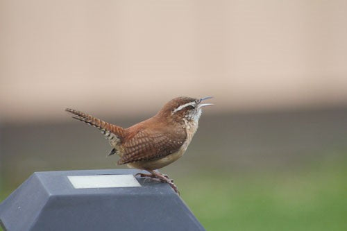 Wren sat on a fence