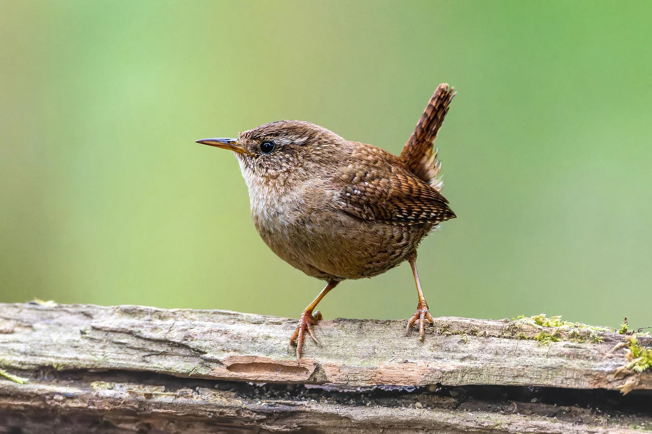 Wren with its tail in the air. 