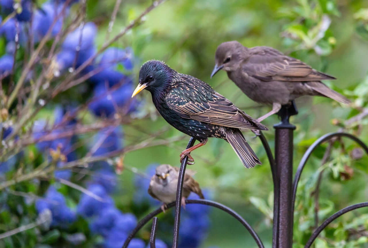 Starlings will always eat suet, peanuts and mealworms when offered as bird food for common garden birds.