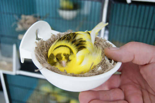 yellow canary sat in a nest pan