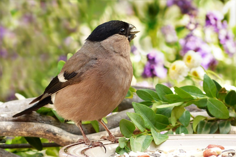 bullfinch sat eating