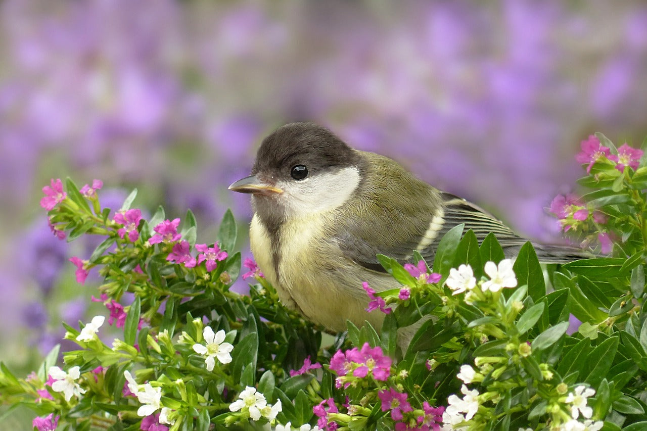 Bird perched on a branch with pink and white flowers in the foreground