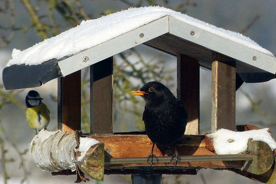 Bird table with Blue tit and male Blackbird eating wild bird food. 