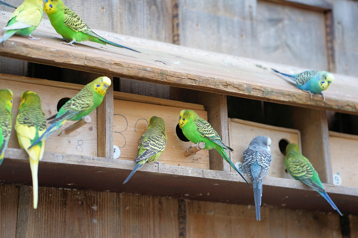 Birds in a spacious planted aviary