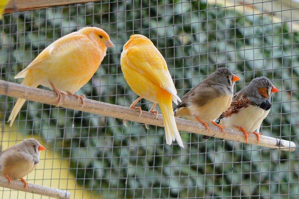 two canaries and two zebra finches sat on a branch in an outside aviary