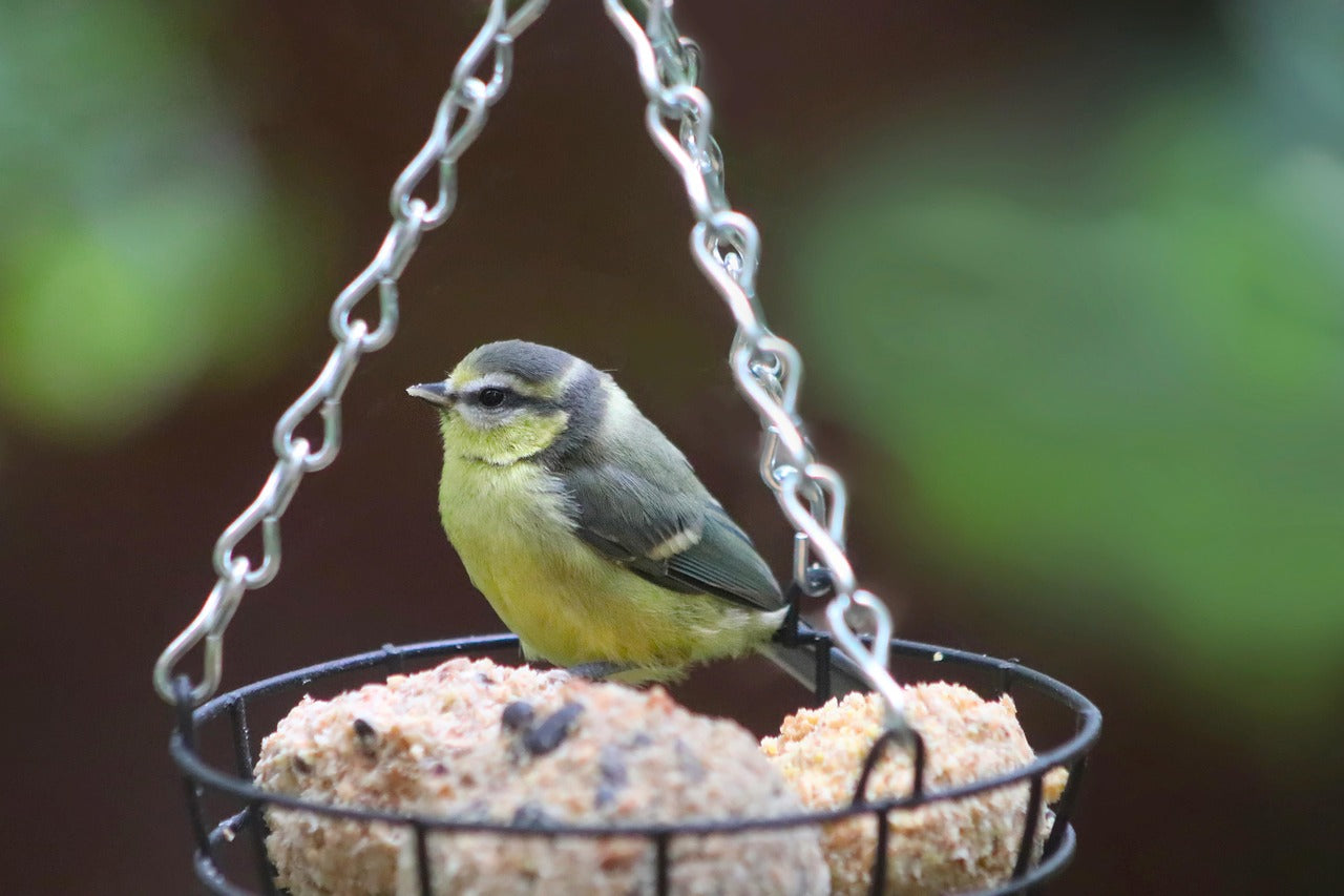 baby blue tit sat on suet