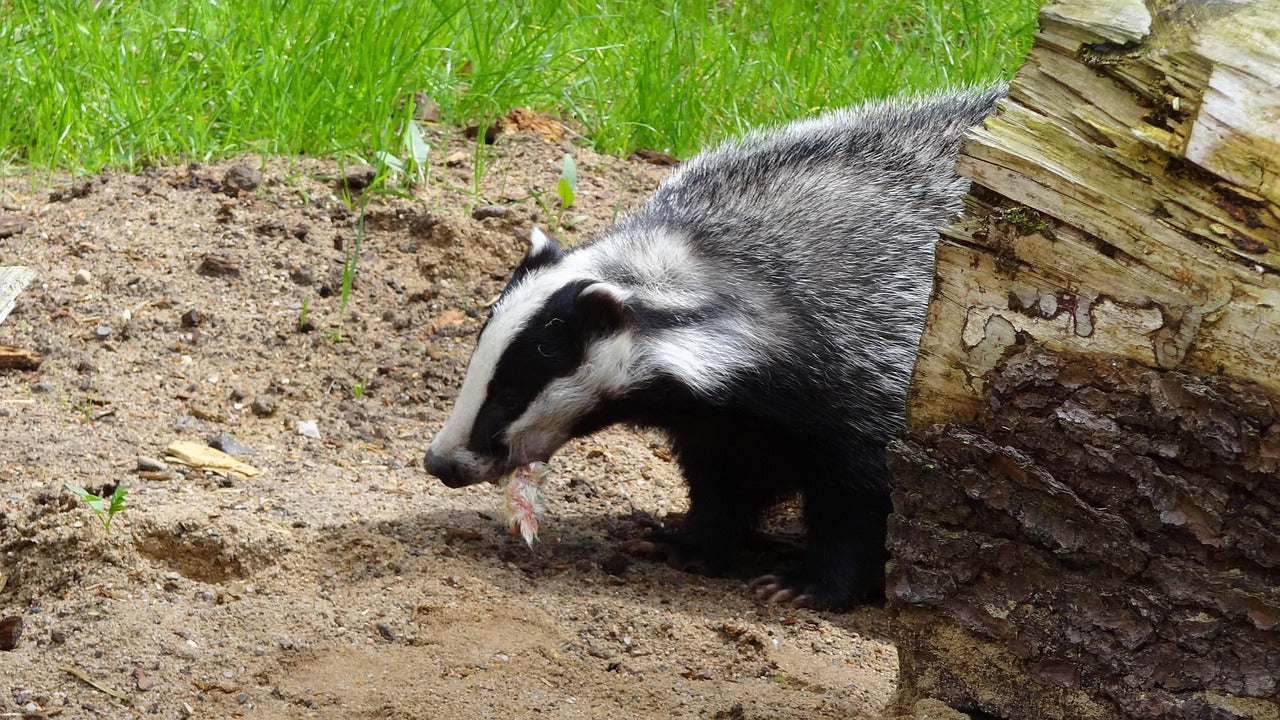 Badger standing near a log with grass in the background