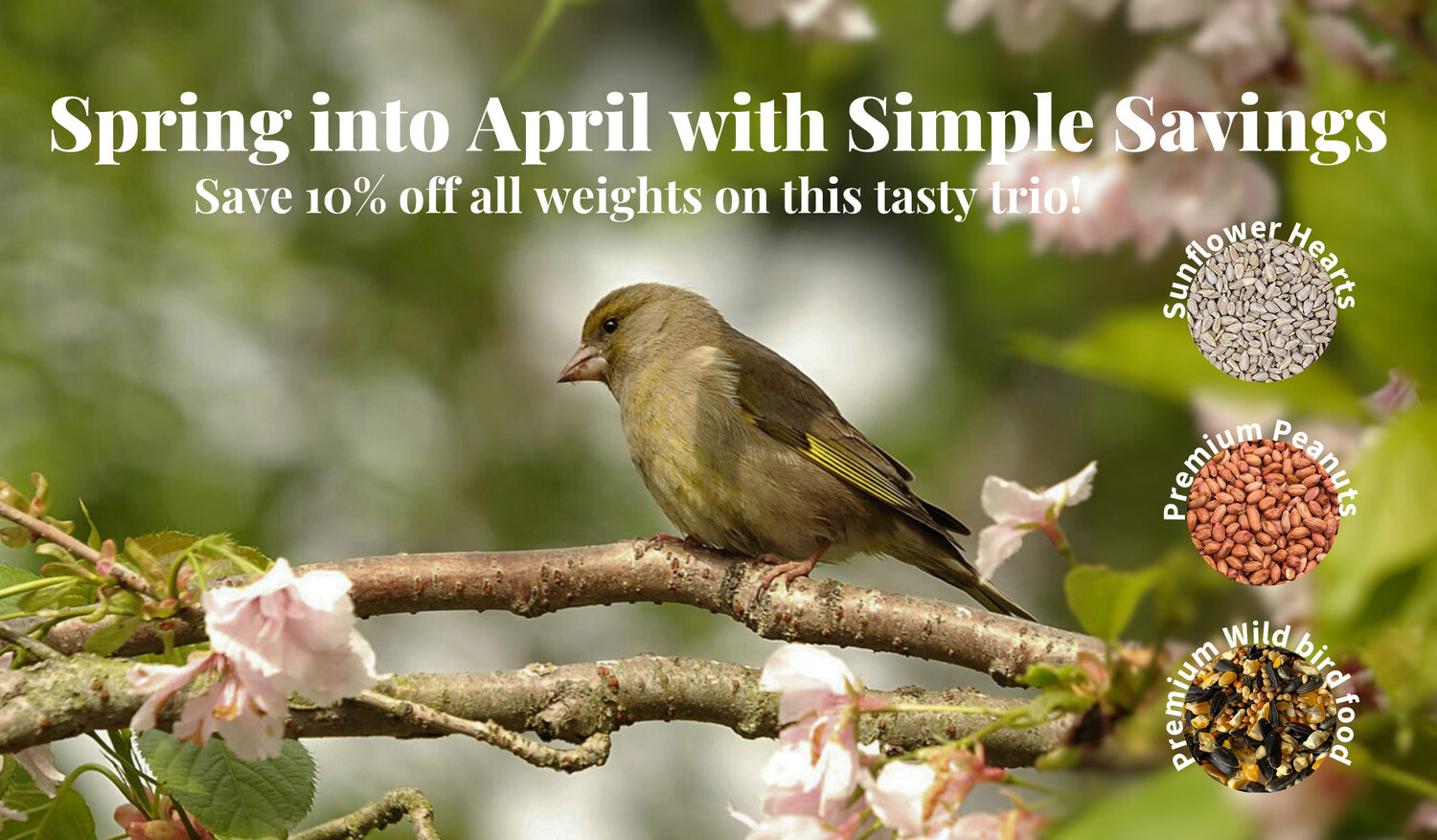 Bird food savings on sunflower hearts premium peanuts and wild bird food showing image of a Greenfinch sitting on a branch and spring blossom.
