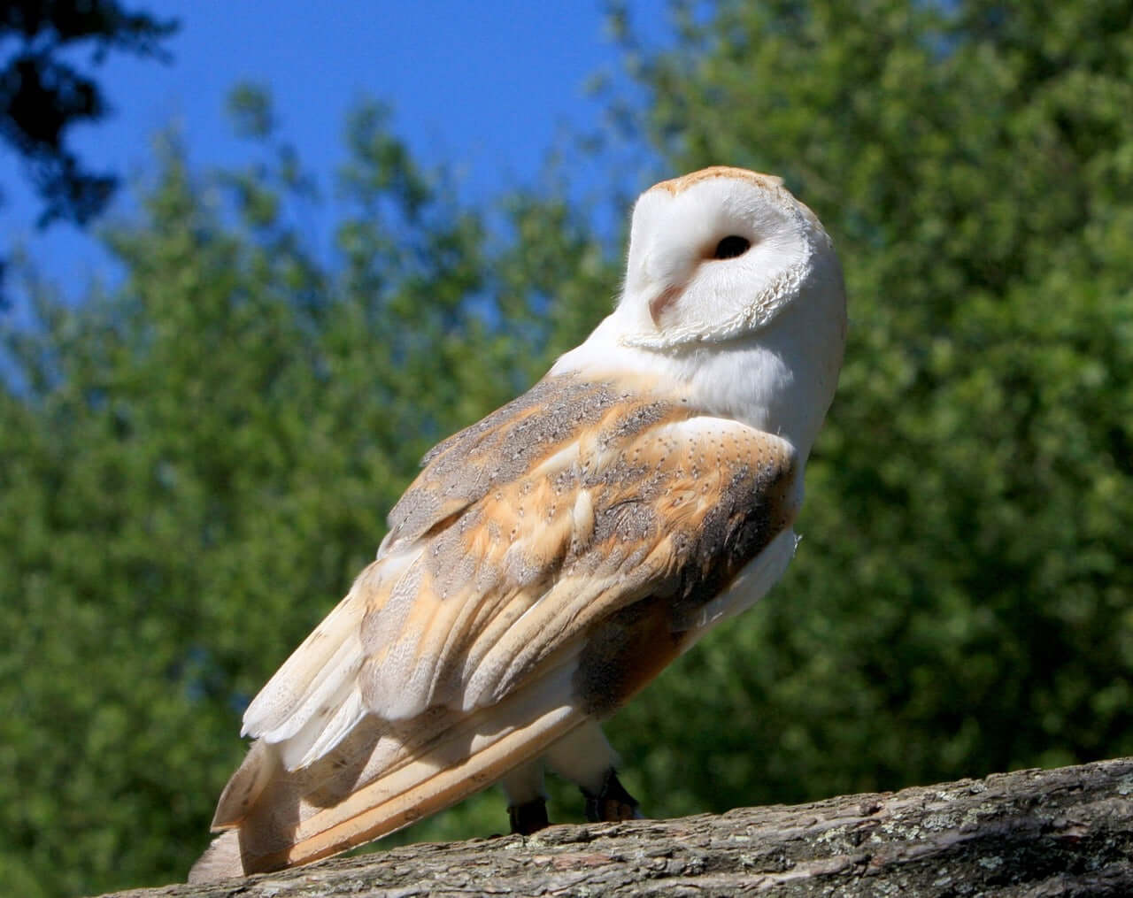 Barn Owl