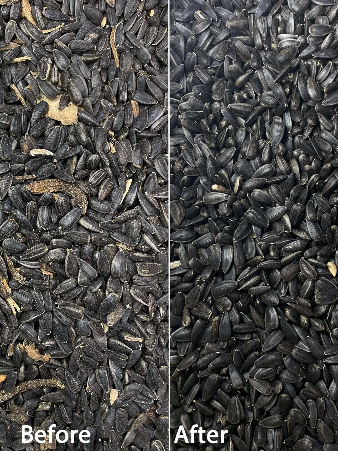 Super clean black sunflower bird food is better for garden birds.