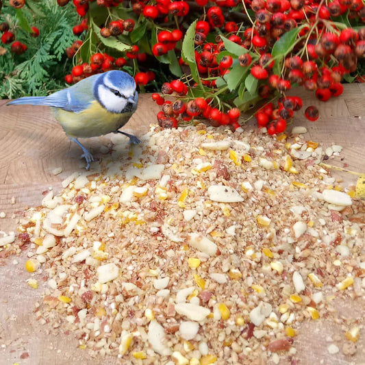 Blue tit eating beggars banquet