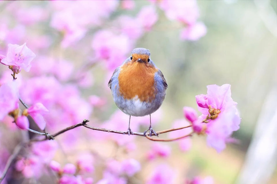 robin sat in a blossom tree