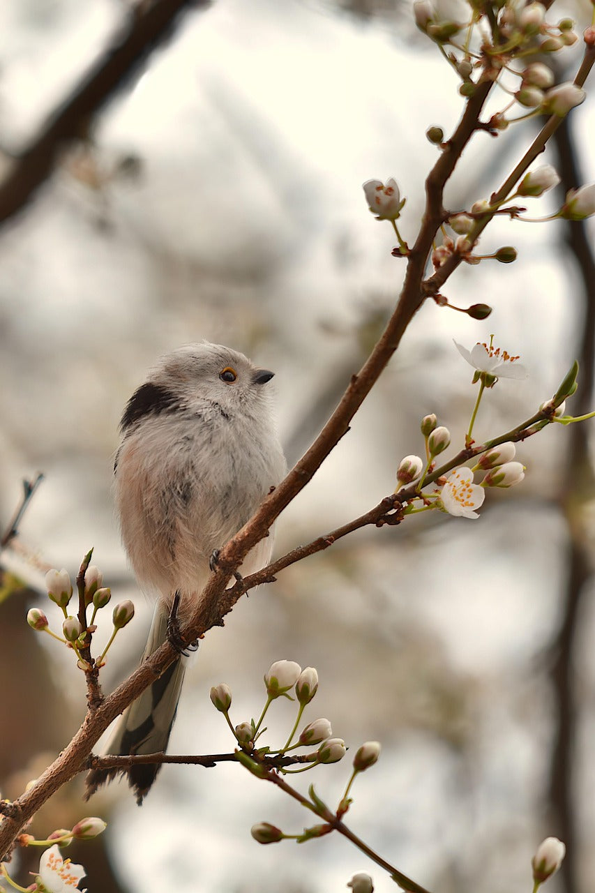 long tailed tit on a branch