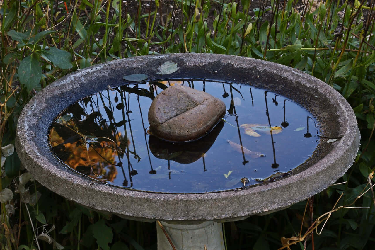 Bird Bath 