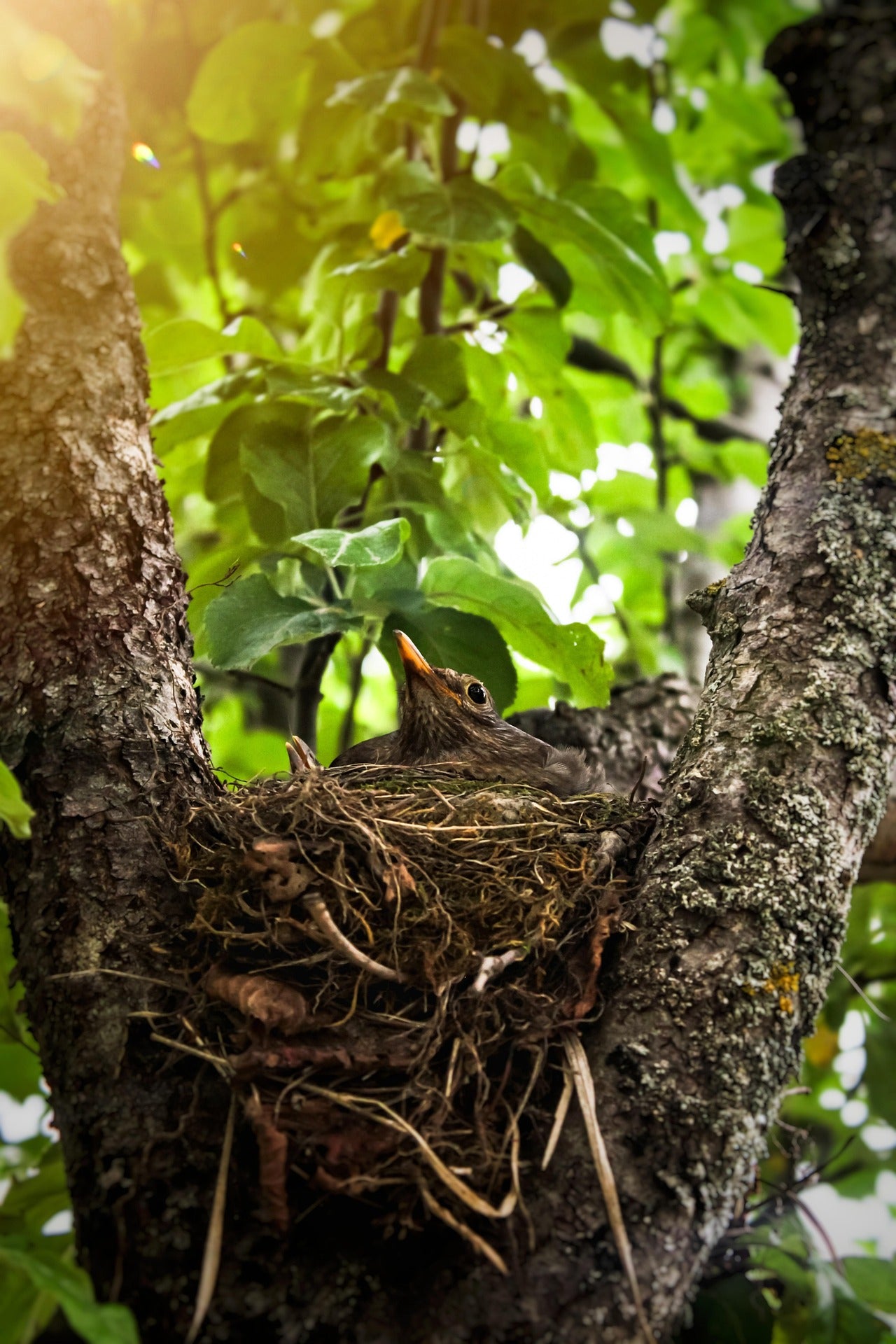 bird in nest in a tree