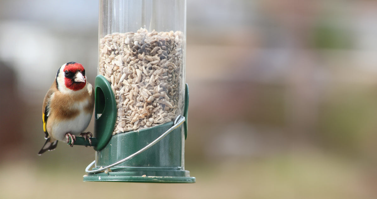 Goldfinch feeding on sunflower hearts from a garden bird feeder