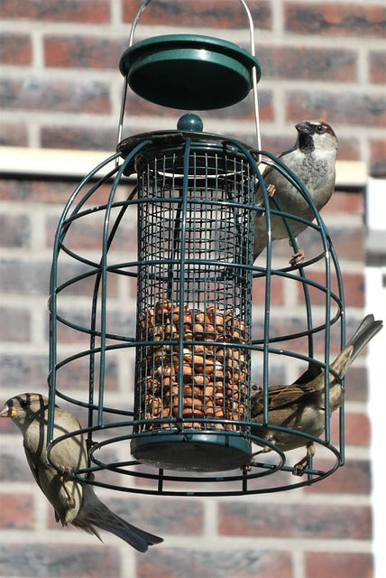 caged peanut feeder with birds on cage