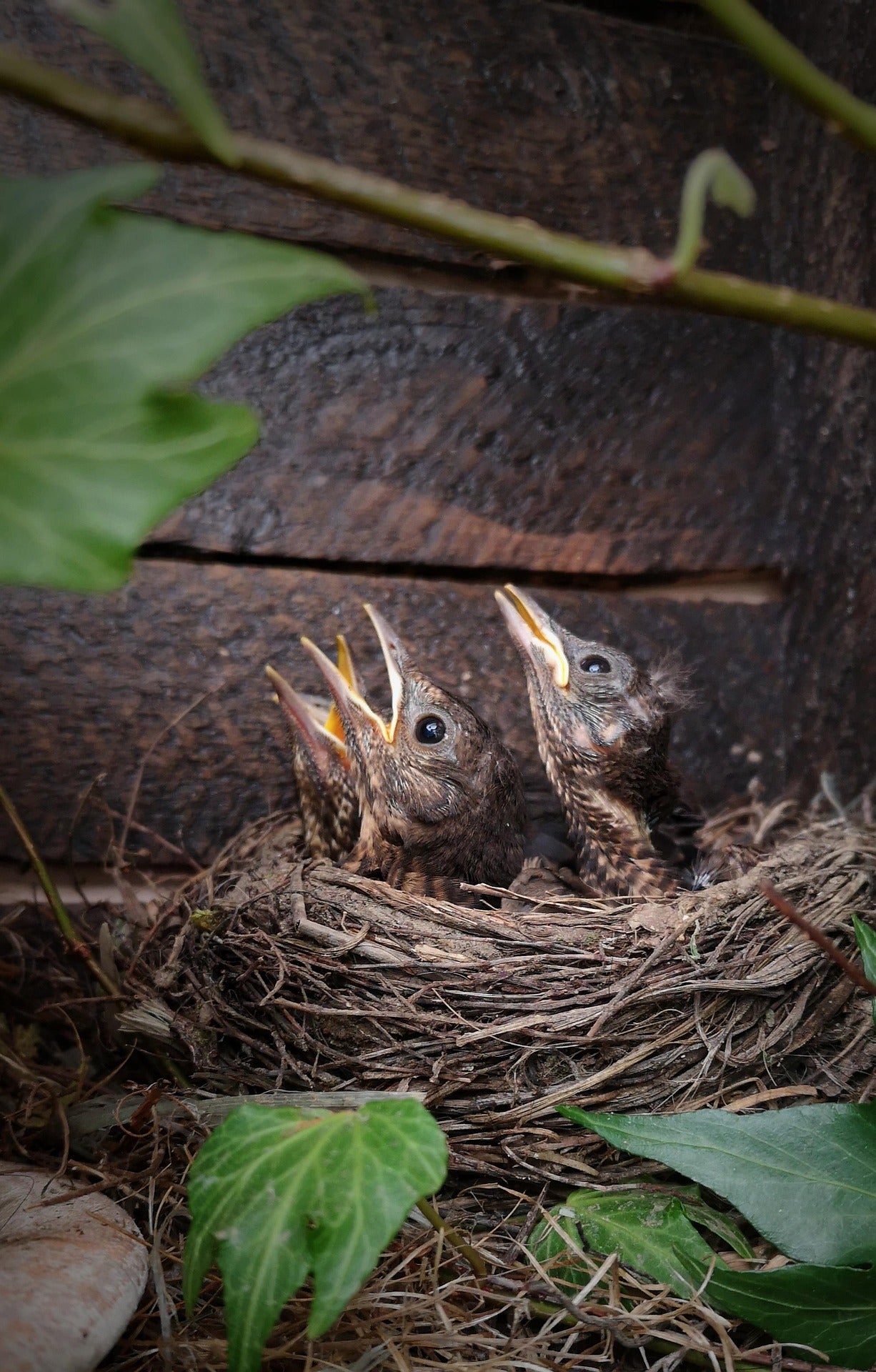 fledglings in a nest