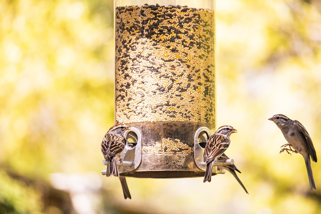 sparrows on a bird feeder