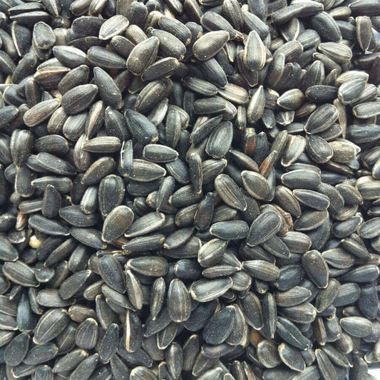 Black Sunflower Seed - Haith's