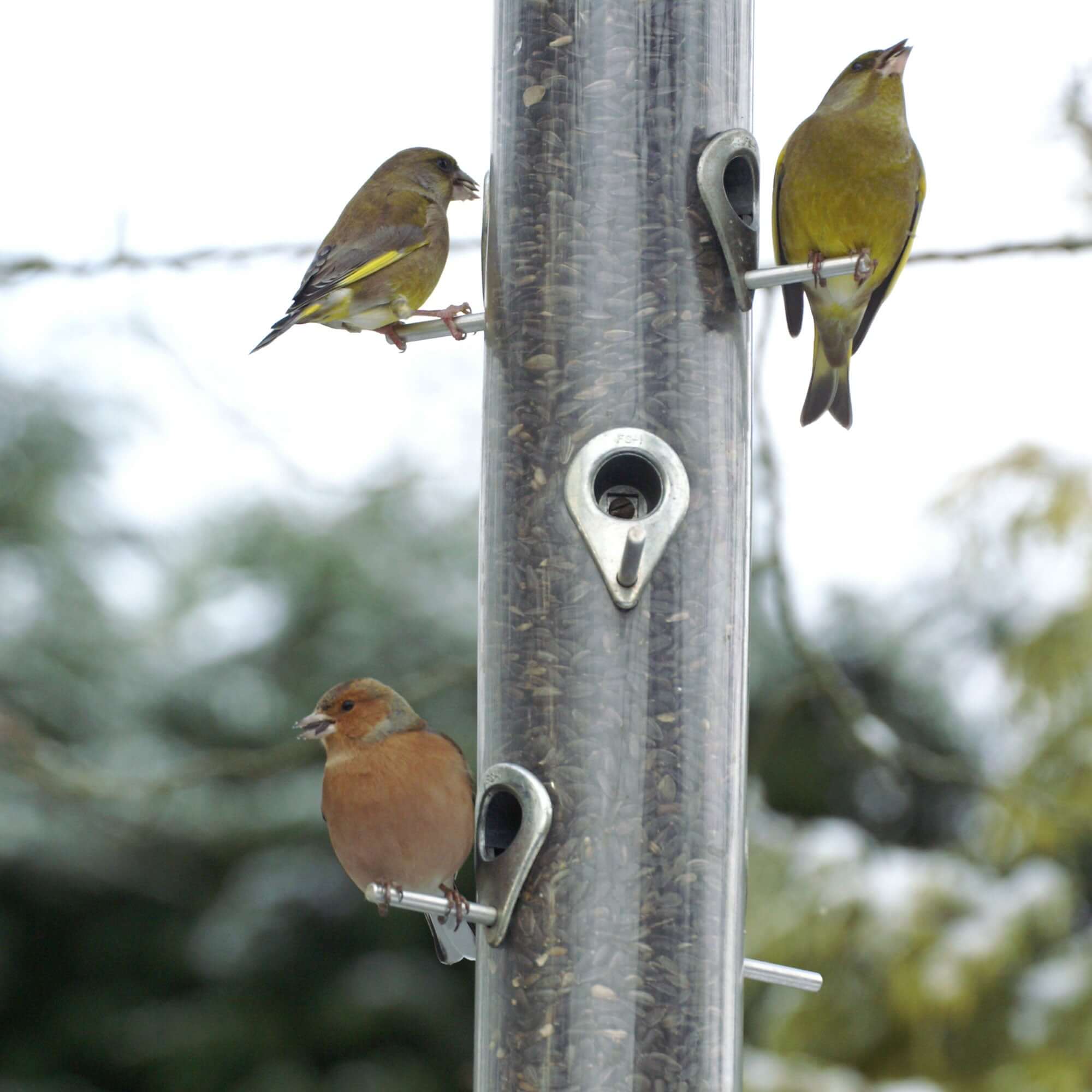 various garden birds sat on the perches of a seed feeder which contains black sunflower