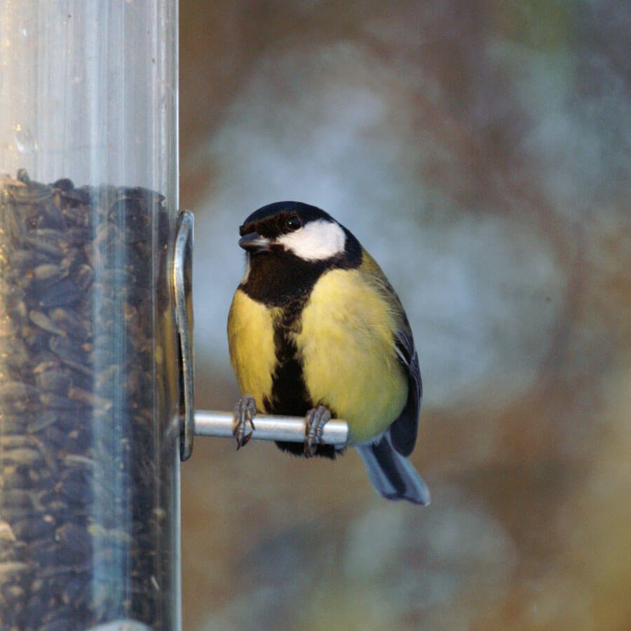 Black Sunflower Seed for Wild Birds - Haith's