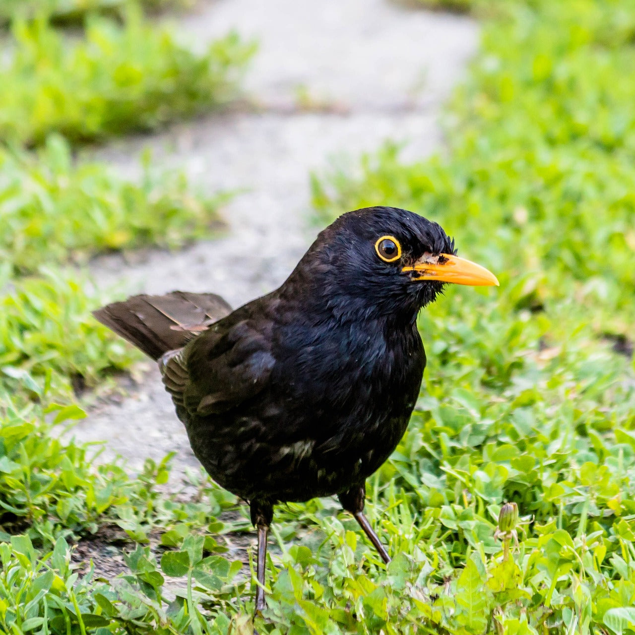 Backbird in the garden on the ground searching for bird food. 