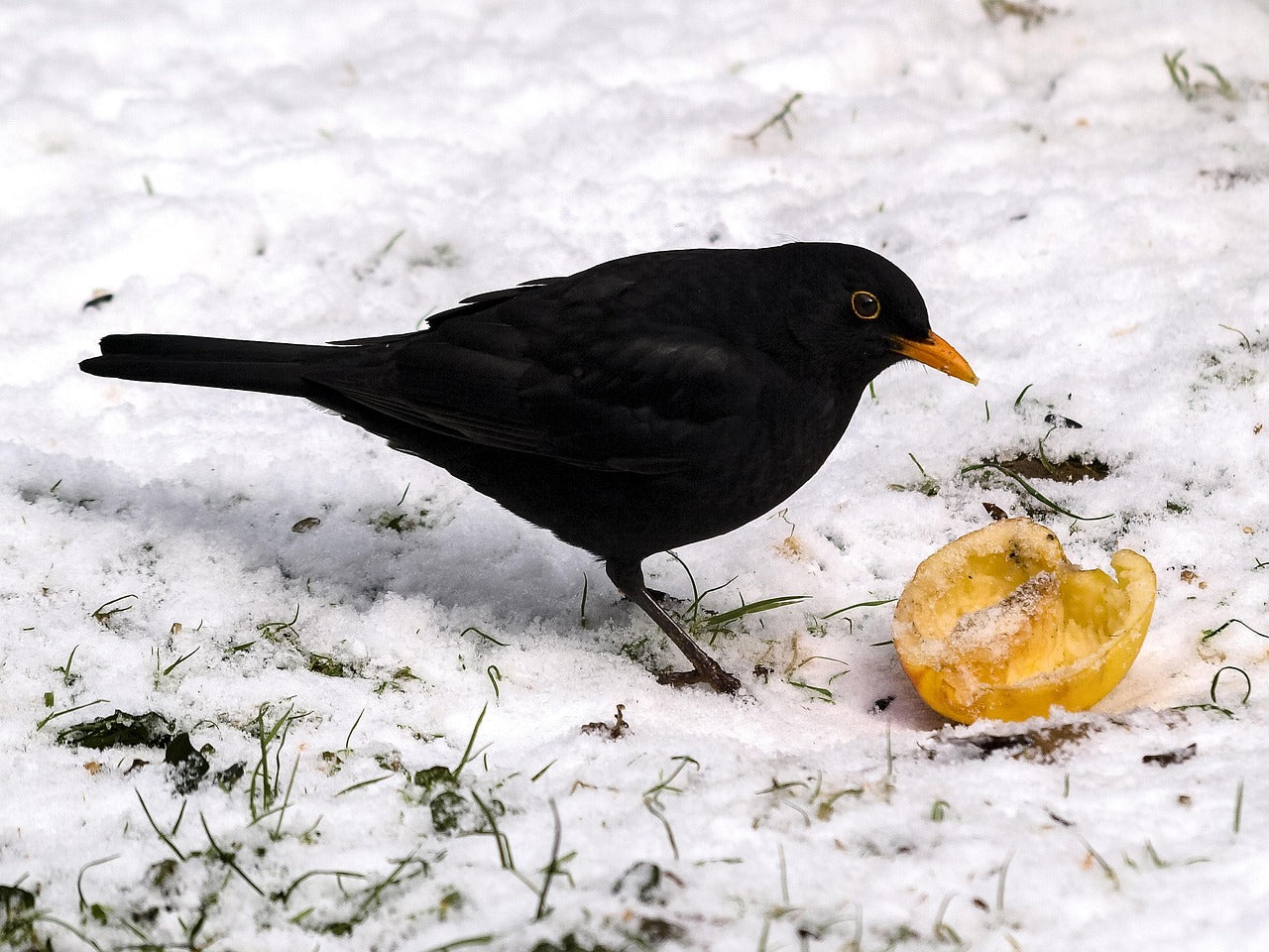 Black bird on snow with a yellow fruit