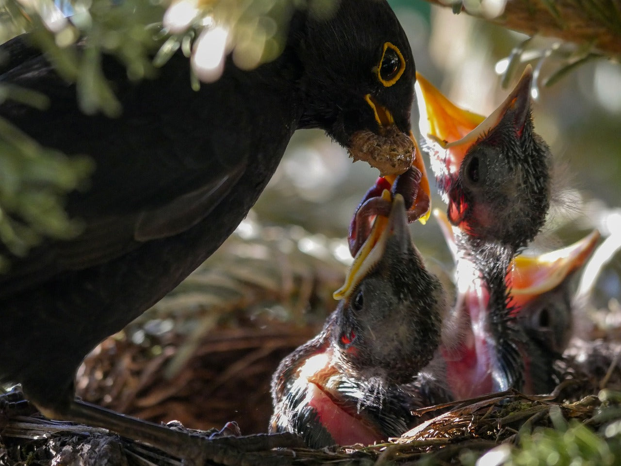 blackbird feeding young