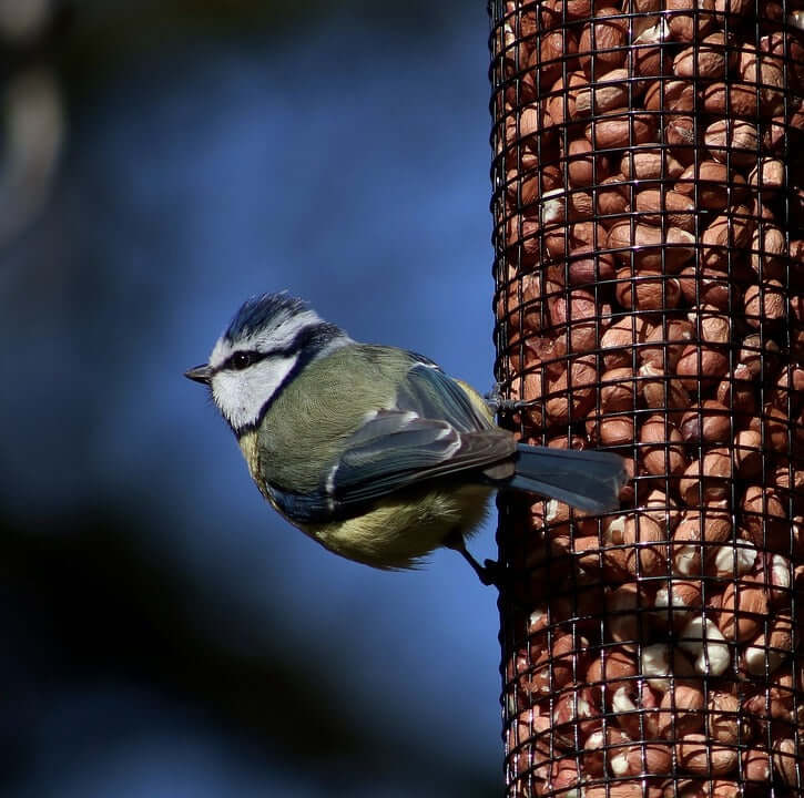 Buy Peanuts for Birds from Haith's. Here's a photo of a Blue tit eating peanuts from a peanut bird feeder.