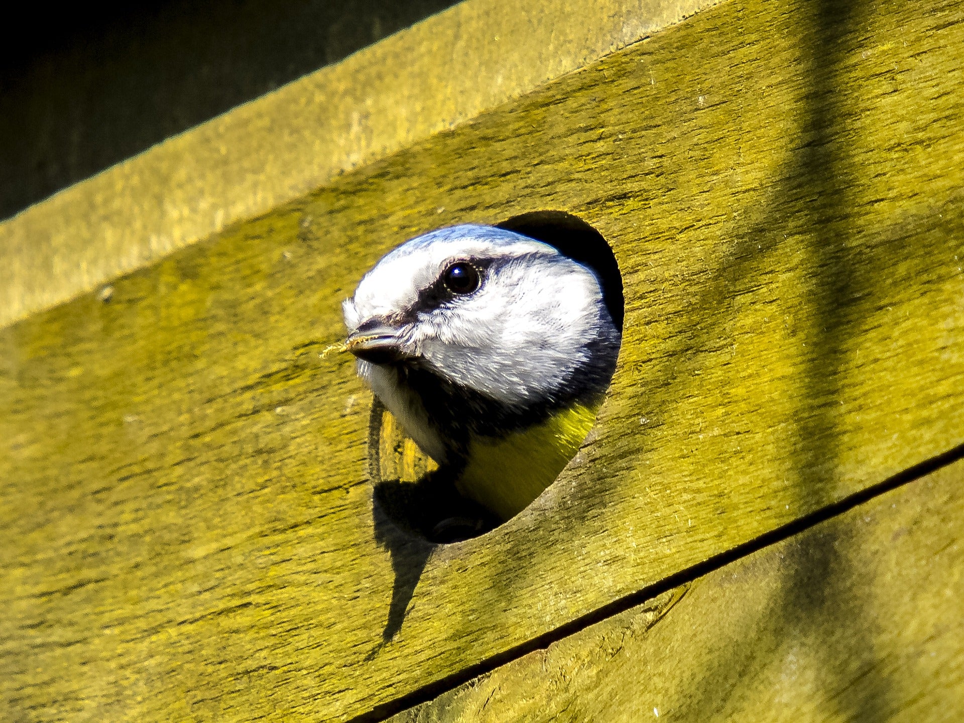 blue tit coming out of nest box