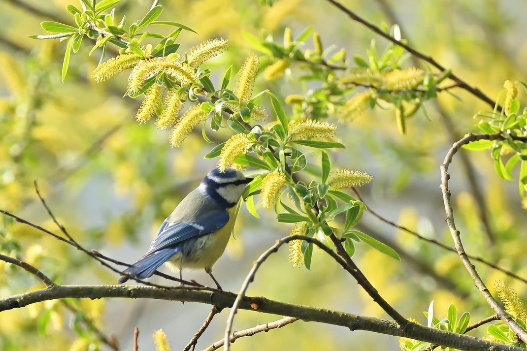 Garden birds in spring – Haith's UK
