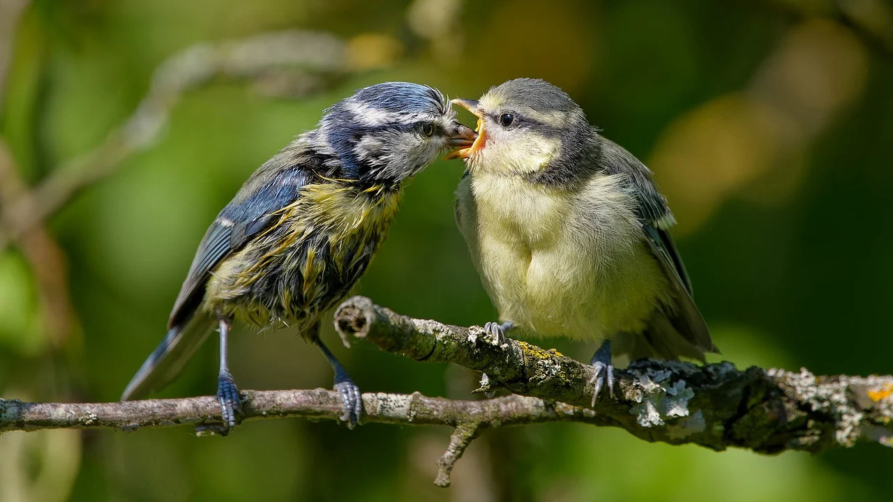 blue tit feeding its young