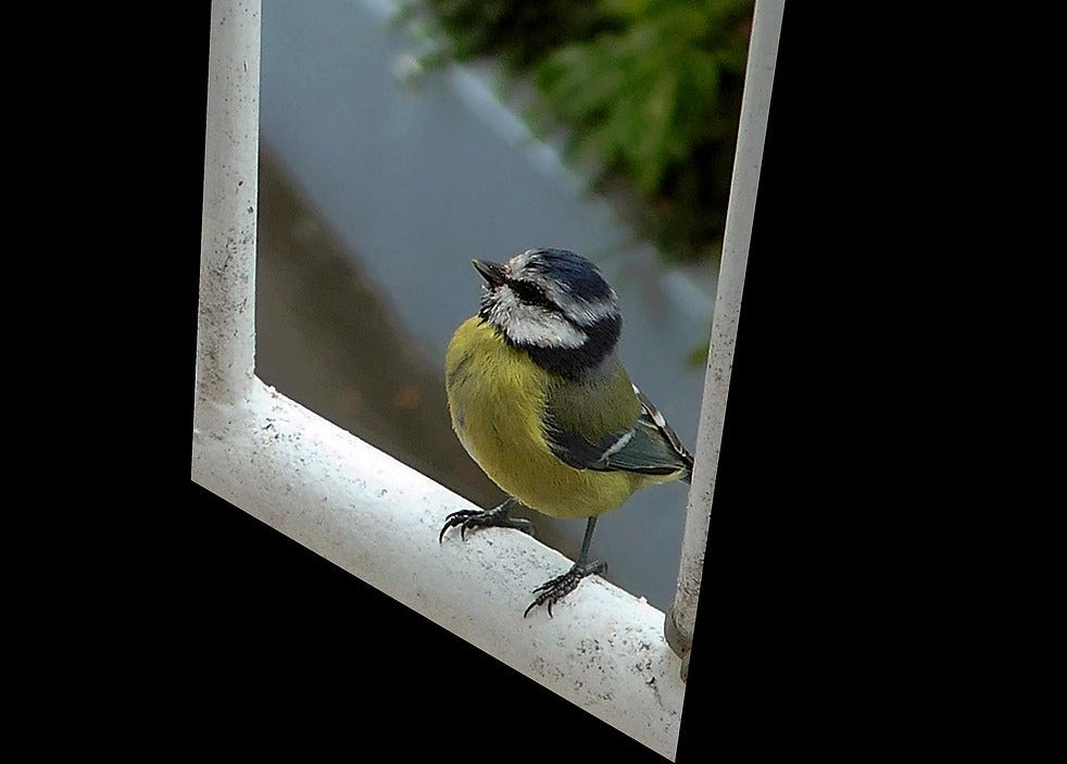 Bird perched on a window sill with a blurred green plant in the background