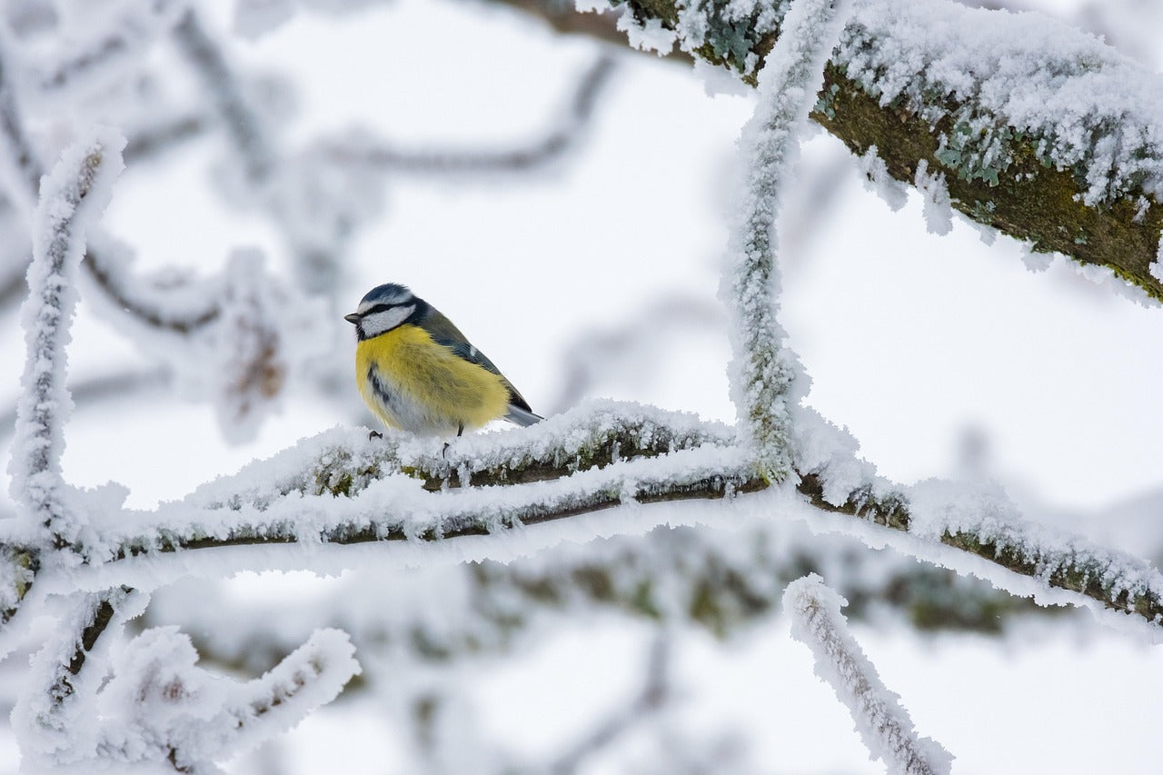 Blue Tit on a snowy branch