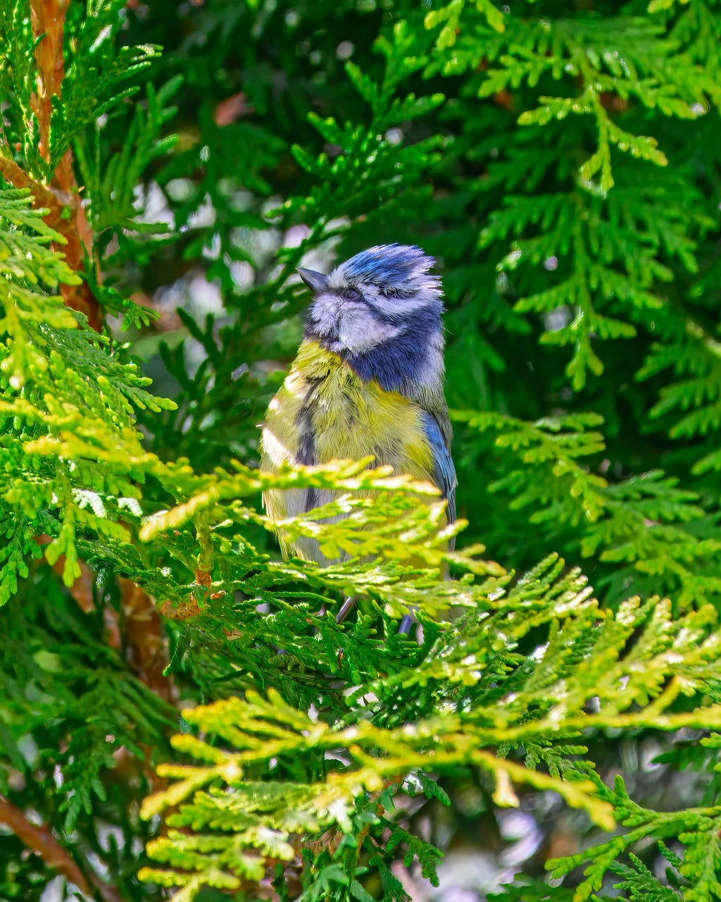 Small bird with blue head and yellow body perched on green foliage