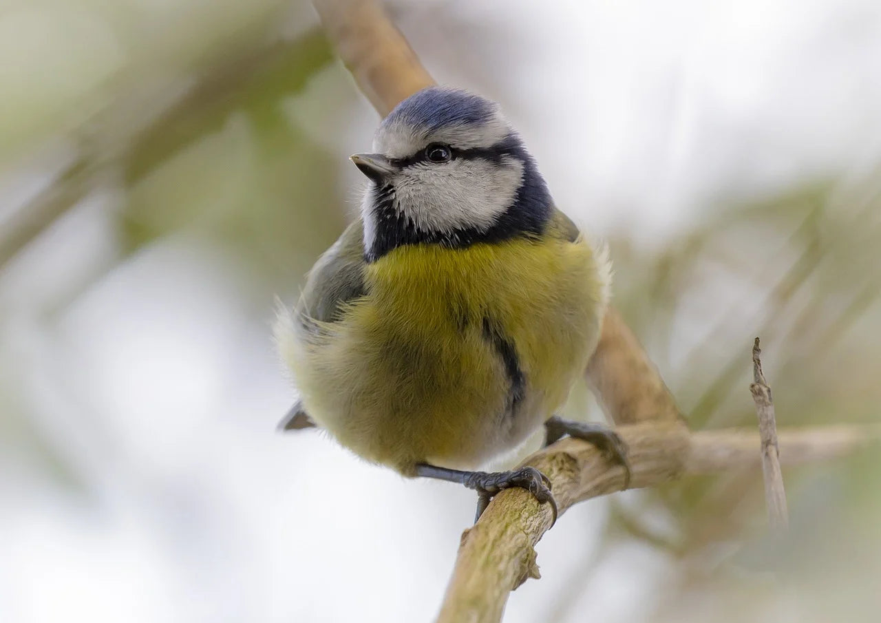 Blue tit perched on a branch in search of garden bird food. Feed the birds and buy healthy bird seed that's fresh and clean.